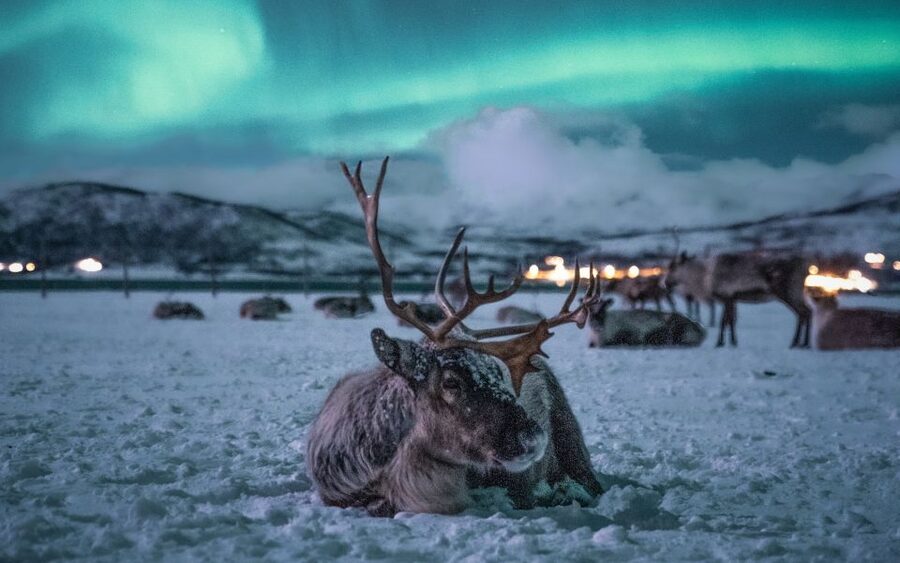 Tromsø: Reindeer Sled, Dinner, and Chance of Northern Lights - Feeding the reindeer, the evening’s best moment