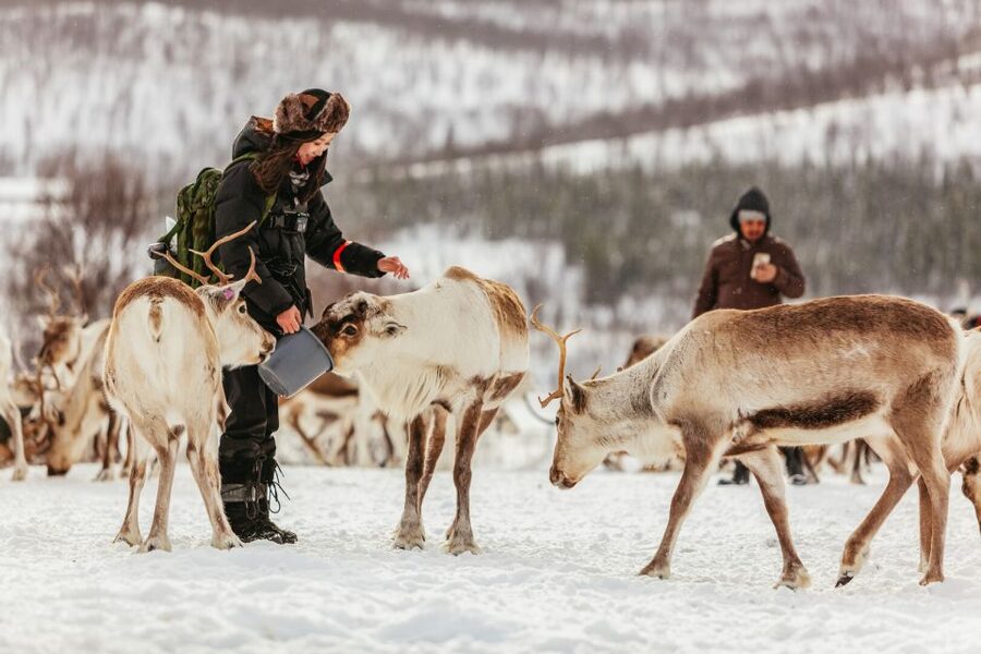 Tromsø: Reindeer Sledding & Feeding with a Sami Guide - Five useful things to know before you go