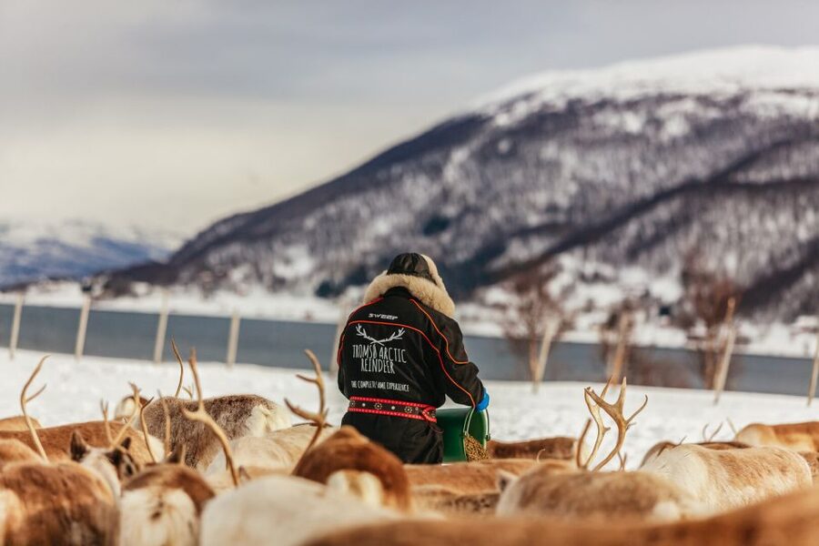 Tromsø: Reindeer Sledding & Feeding with a Sami Guide - Practical tips for a smoother visit