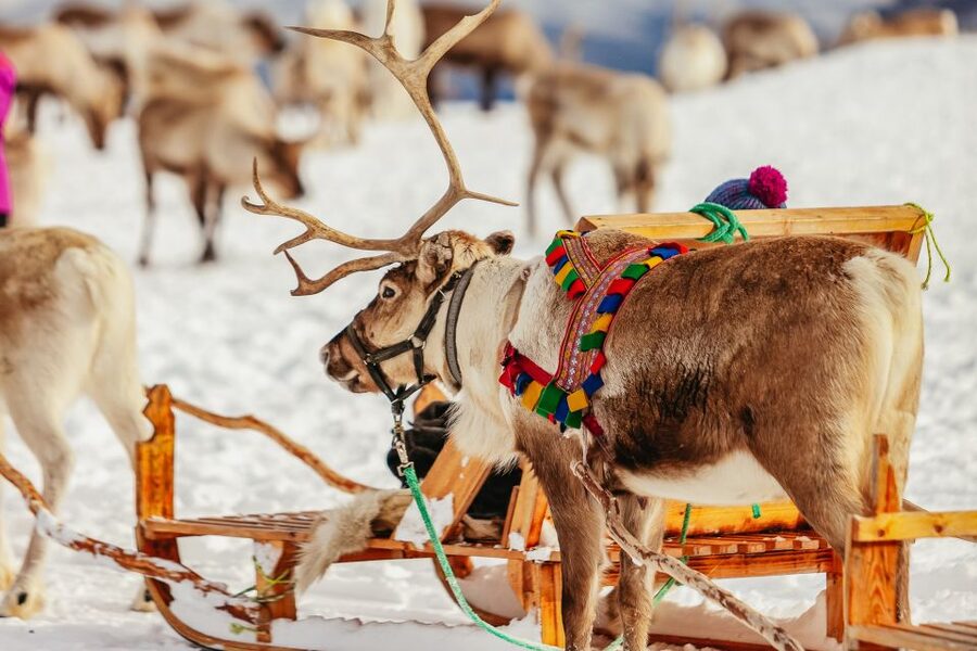 Tromsø: Reindeer Sledding & Feeding with a Sami Guide - A short coach ride from Tromsø to the reindeer camp