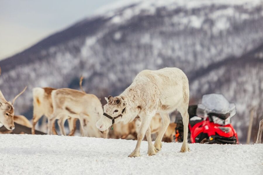 Tromsø: Reindeer Sledding & Feeding with a Sami Guide - Feeding a herd of around 300 reindeer
