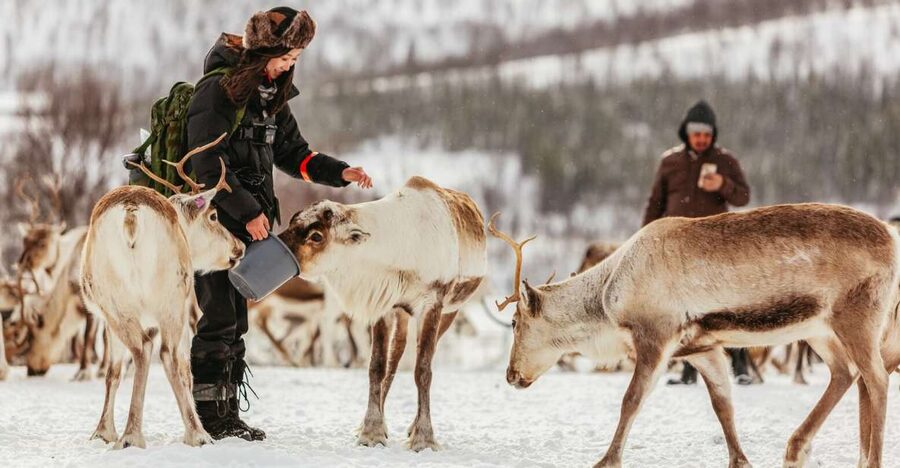 Tromsø: Reindeer Sledding & Feeding with a Sami Guide - A peaceful sled ride through the snow