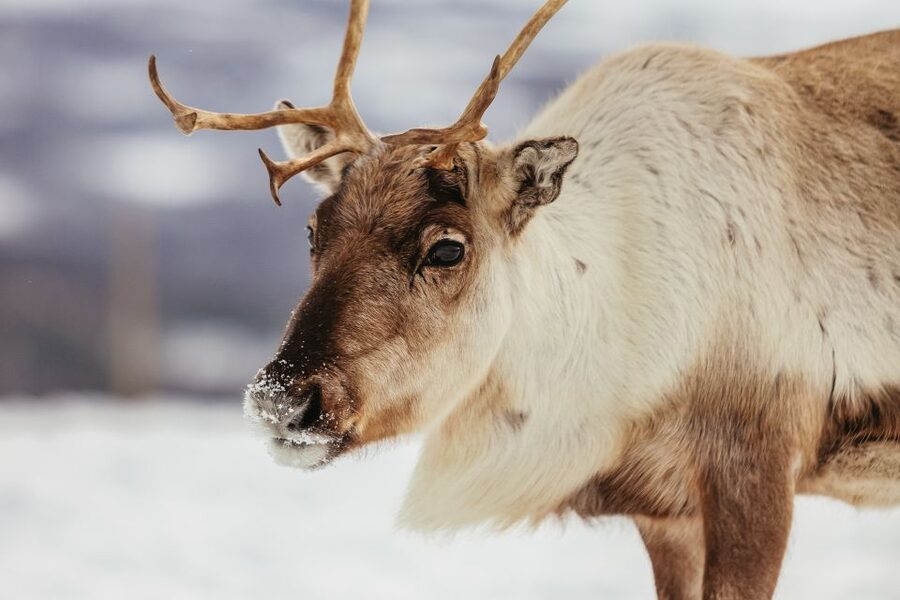 Tromsø: Reindeer Sledding & Feeding with a Sami Guide - Lunch inside the lavuu tent