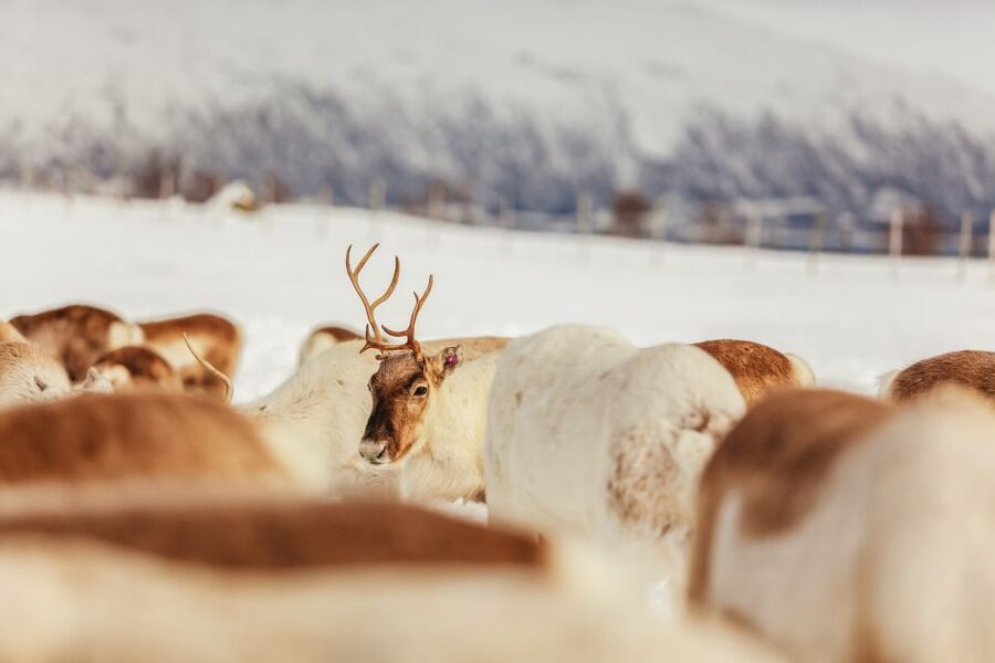 Tromsø: Reindeer Sledding & Feeding with a Sami Guide - Sami stories, joik singing, and a different kind of souvenir