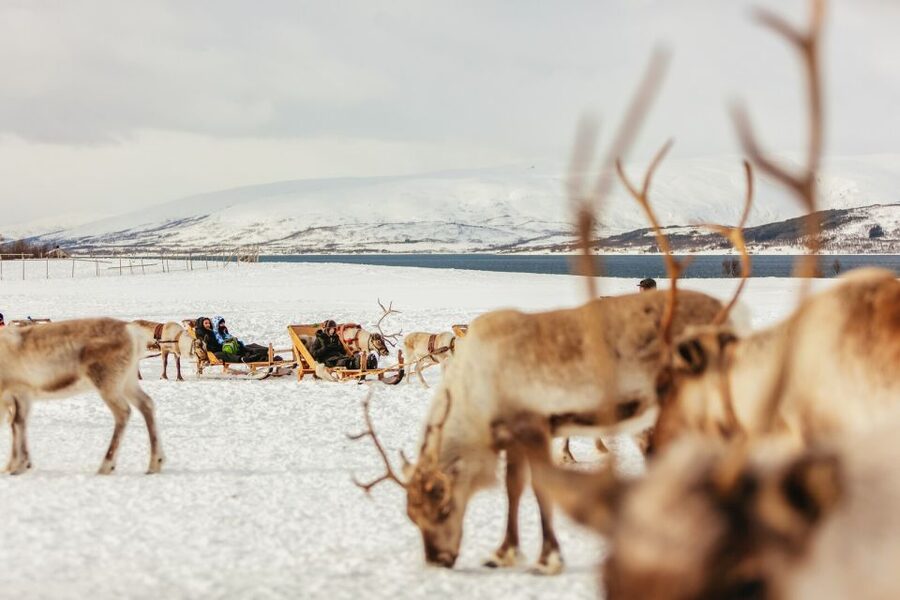 Tromsø: Reindeer Sledding & Feeding with a Sami Guide - Who will enjoy this Tromsø experience?