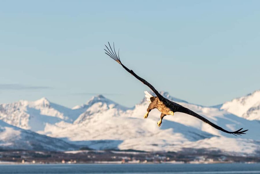 Tromsø’s Top-Rated Fjord & Fishing Cruise – All-Inclusive - The Fjords Are the Main Event
