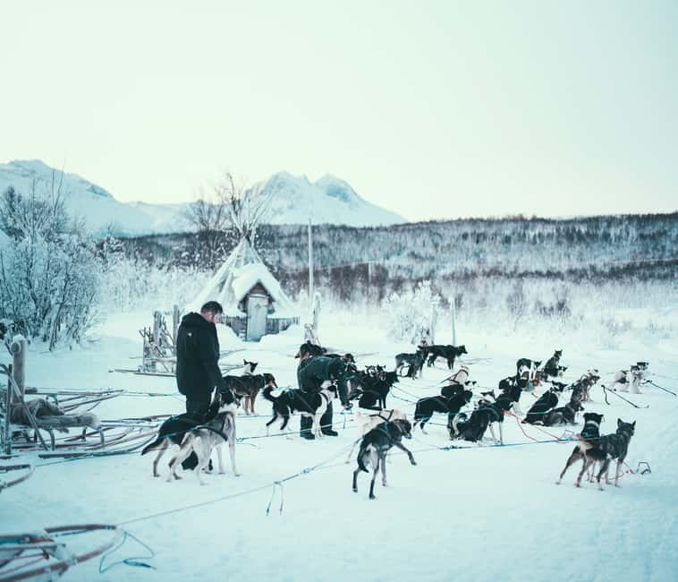 Tromsø: Self-Drive Husky Dog Sledding Adventure - Meeting the Husky Team on Kvaløya