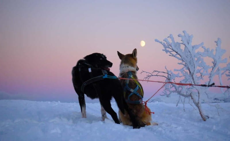 Tromsø: Self-Drive Husky Dog Sledding Adventure - Seventy to Eighty Minutes Through Arctic Snow