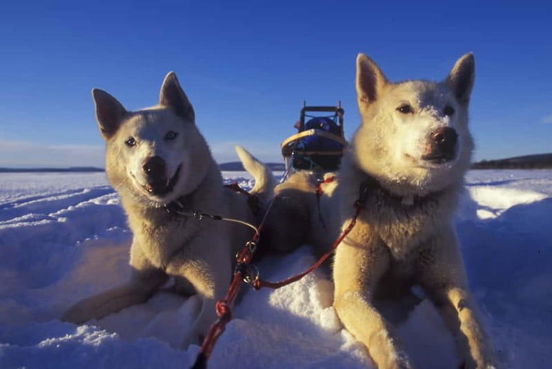 Tromsø: Self-Drive Husky Dog Sledding Adventure - The Sami Lavvo Finish