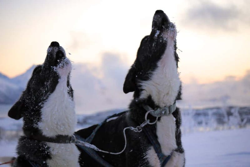 Tromsø: Self-Drive Husky Dog Sledding Adventure - Is $328 a Fair Price?