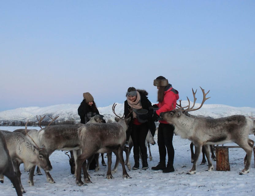 Tromsø: Snowshoeing Tour & Reindeer Encounter with Lunch - Feeding the reindeer at the camp