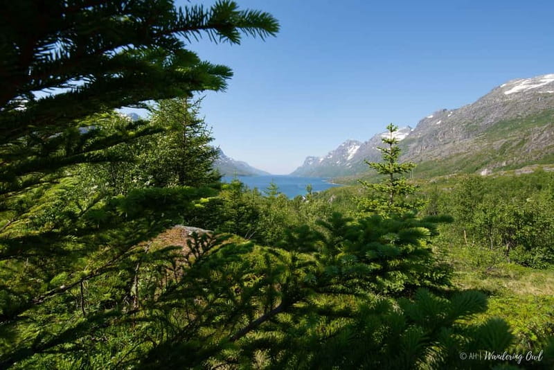 Tromsø: Summer Fjord Road Trip with Citizen Science - A homemade picnic in the Arctic outdoors