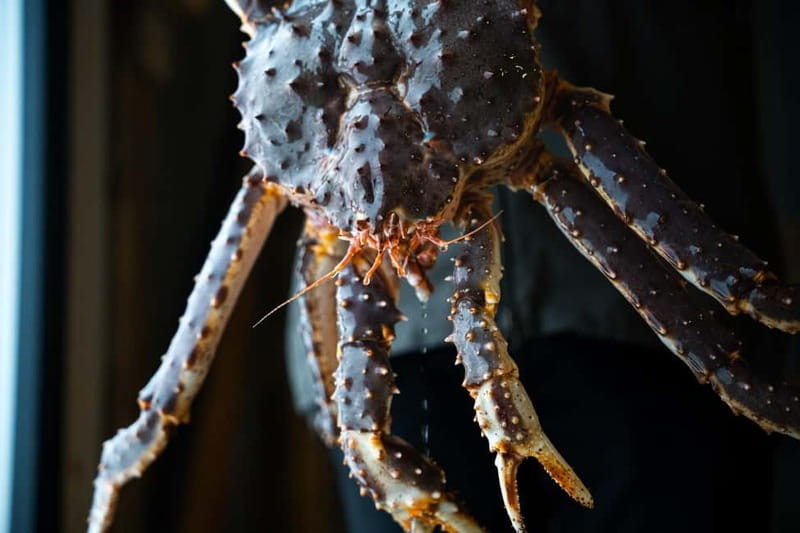 Tromsø: Tasty King Crab Adventure - Why this king crab trip feels different