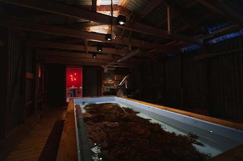 Tromsø: Tasty King Crab Adventure - What the two-course meal is really worth