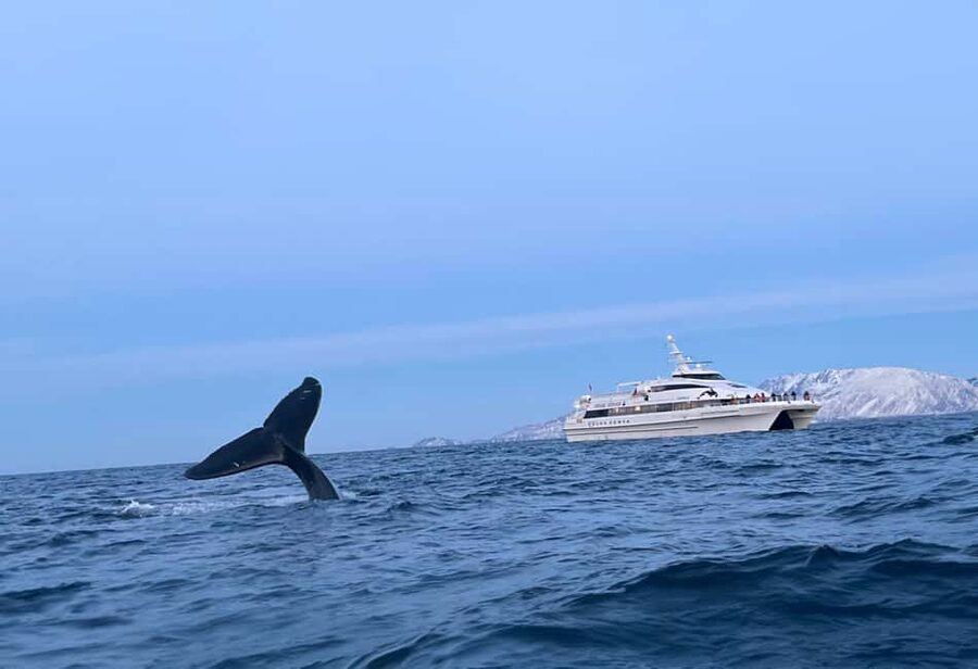 Tromsø Whale Safari with MS Gabriele - The quick take