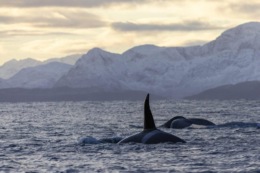 Tromsø Whale Safari with MS Gabriele - Leaving Nerstrandkaia for the open water