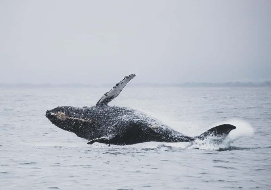 Tromsø Whale Safari with MS Gabriele - The scenery is part of the value