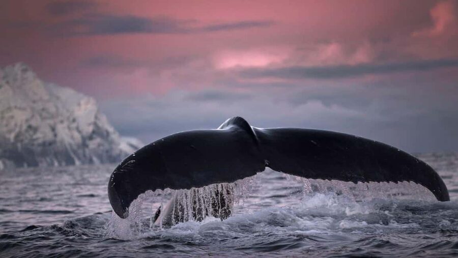 Tromsø Whale Safari with MS Gabriele - Comfort aboard MS Gabriele