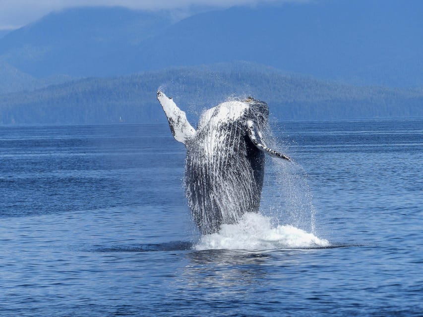 Tromsø Whale Safari with MS Gabriele - Practical advice for a better day