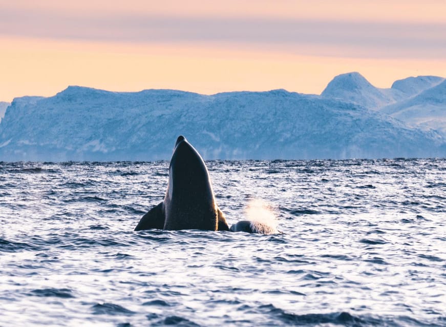 Tromsø Whale Safari with MS Keiser Wilhelm - Who will enjoy this safari most