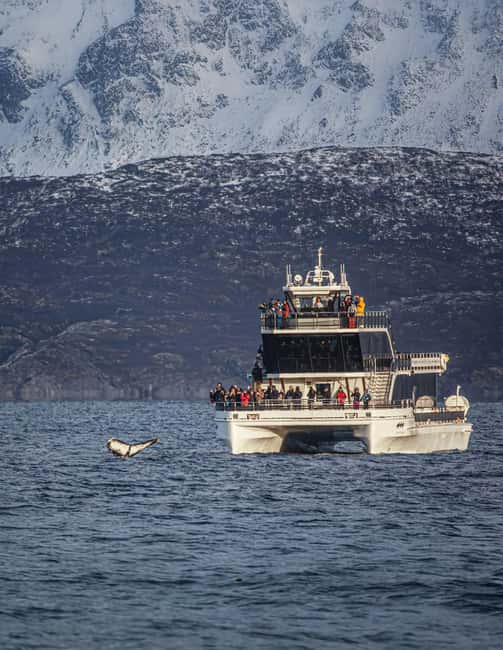 Tromsø: Whale Watching Tour by Hybrid-Electric Boat - Key points before you book