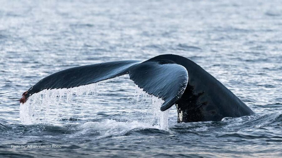 Tromsø: Whale Watching Tour by Hybrid-Electric Boat - Tromsø’s harbor is the starting line