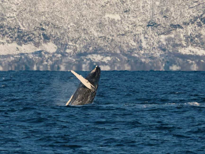 Tromsø: Whale Watching Tour by Hybrid-Electric Boat - Why Skjervøy matters to the whale search