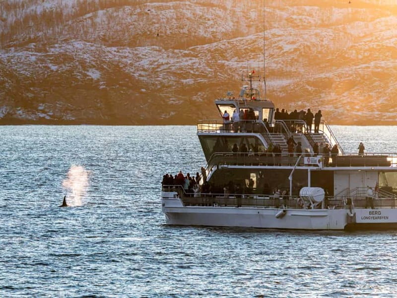 Tromsø: Whale Watching Tour by Hybrid-Electric Boat - The electric switch near the whales