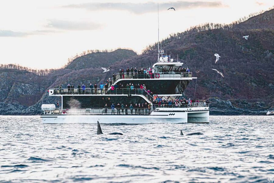 Tromsø: Whale Watching Tour by Hybrid-Electric Boat - The long run through Tromsø’s fjords