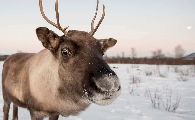 Tromsø: Winter Fjord Road Trip with Citizen Science - Weather, Clothing, And Comfort