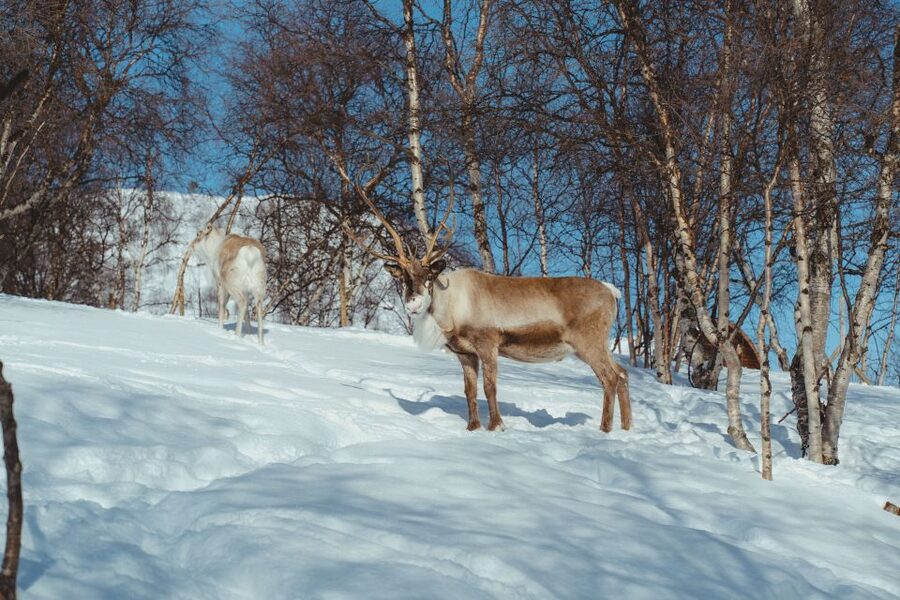 True Locals of the Arctic: Reindeer Sledding at Camp Tamok - The long road from Tromsø to Tamokdalen