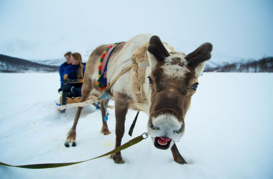 True Locals of the Arctic: Reindeer Sledding at Camp Tamok - Arriving at Camp Tamok in winter gear