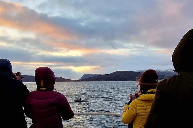 Whale Safari in Tromso - Key points to know before you sail