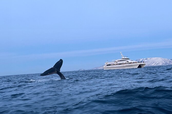 Whale Safari in Tromso - Through the Tromsø fjords
