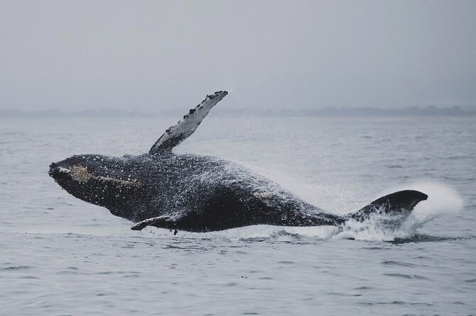 Whale Safari in Tromso - Orcas, humpbacks, and the thrill of a brief surface