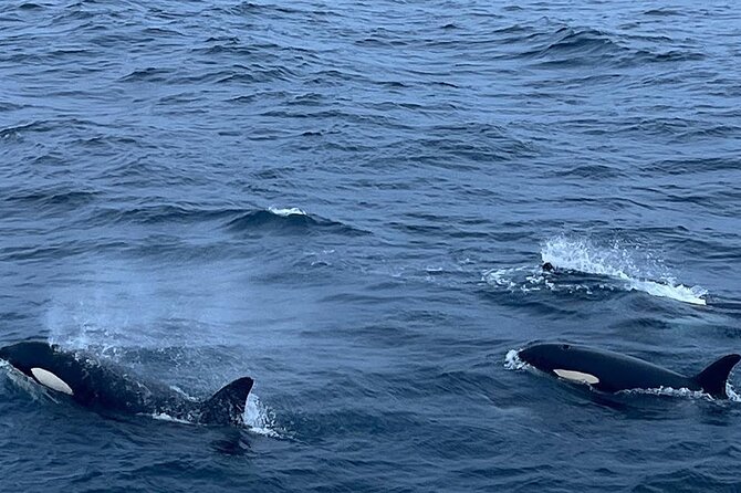 Whale Safari in Tromso - A comfortable cabin, with a few practical limits