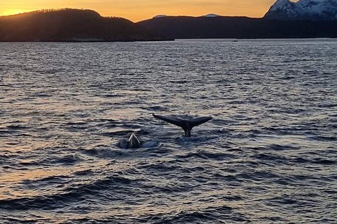 Whale Safari in Tromso - Cold wind, rough water, and motion sickness