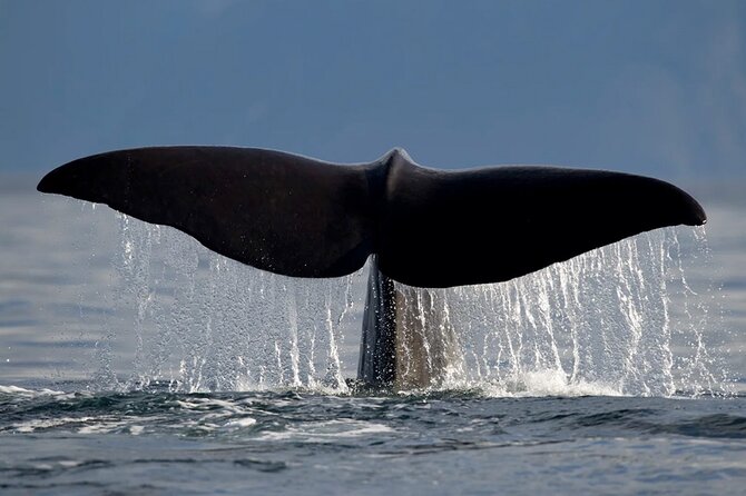 Whale Safari in Tromso - Who will enjoy this whale safari?