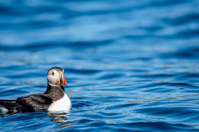 Whale safari with Puffins and Muffins (Andøy, Vesterålen) - Bleik Canyon and the search for whales