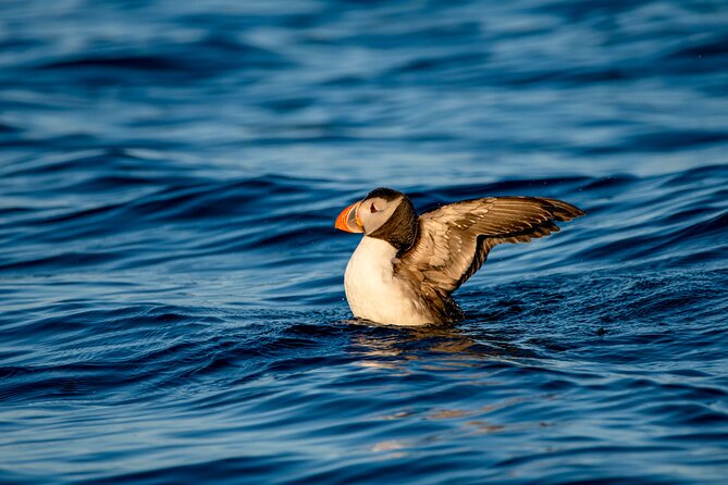 Whale safari with Puffins and Muffins (Andøy, Vesterålen) - Why the three-and-a-half-hour length works