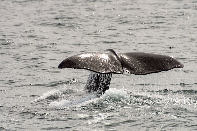 Whale safari with Puffins and Muffins (Andøy, Vesterålen) - A closer look at the small-group format