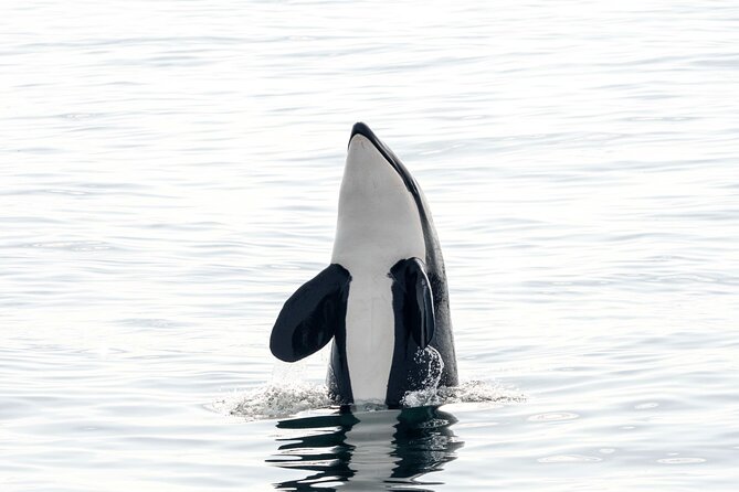 Whale safari with Puffins and Muffins (Andøy, Vesterålen) - Price and the value of a focused wildlife trip