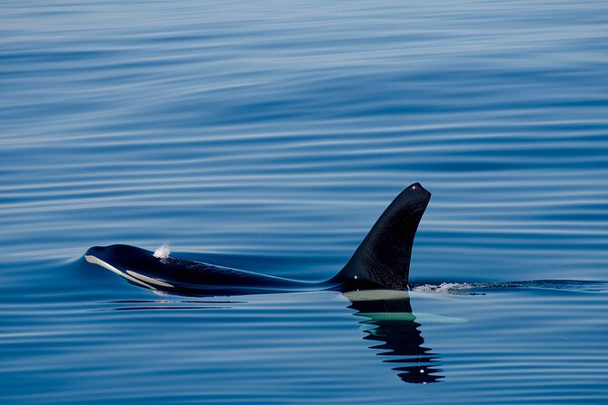 Whale safari with Puffins and Muffins (Andøy, Vesterålen) - Who should book this Bleik outing