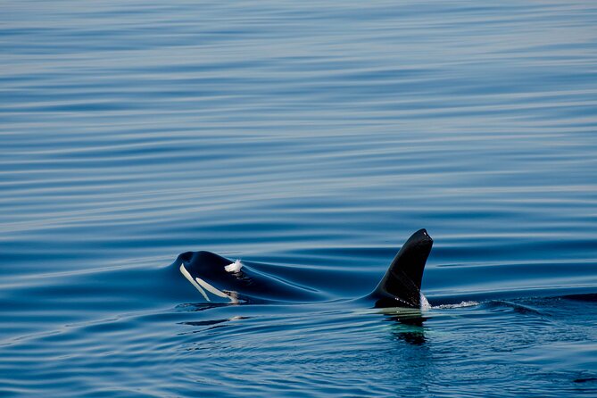 Whale safari with Puffins and Muffins (Andøy, Vesterålen) - Practical advice for making the call