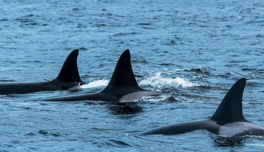 Whale Watching RIB Safari at Skjervøy - Key points before you book