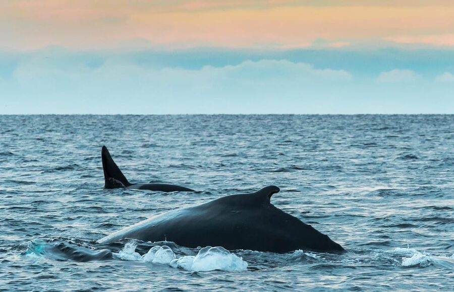 Whale Watching RIB Safari at Skjervøy - Why Skjervøy is worth the long ride from Tromsø