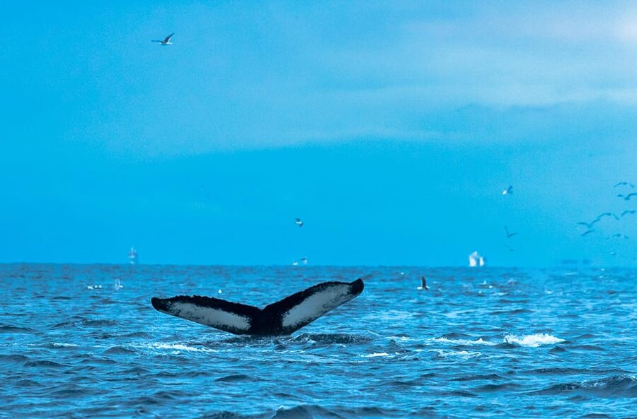Whale Watching RIB Safari at Skjervøy - Guides, safety, and the feel of the outing