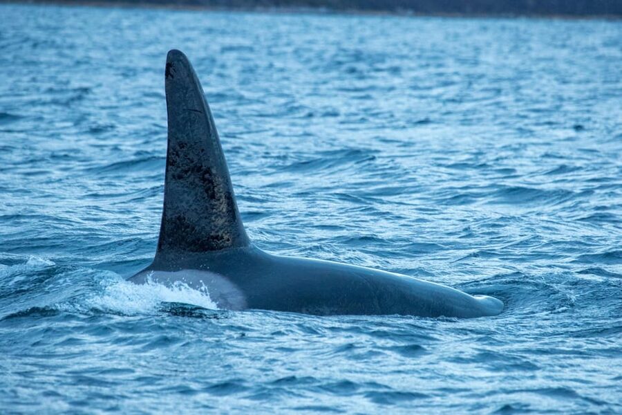 Whale Watching RIB Safari at Skjervøy - Is $251 a fair price?