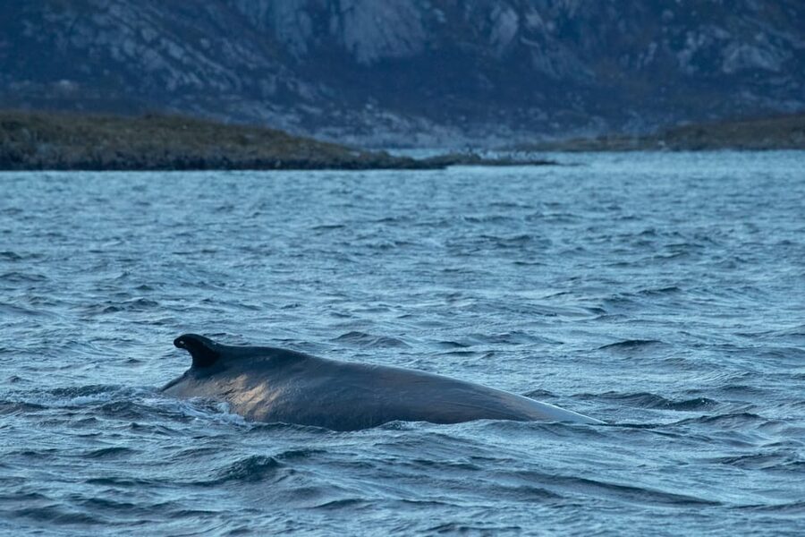 Whale Watching RIB Safari at Skjervøy - The 5:20 a.m. Tromsø start