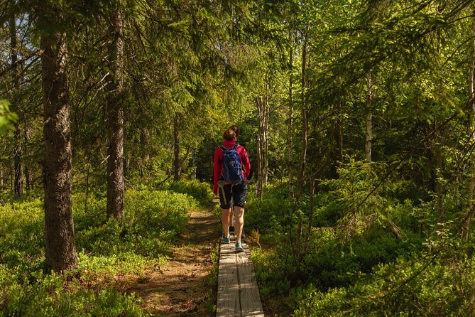 Wildlife Forest Hike - Taking a cabin break at Skjennungstua